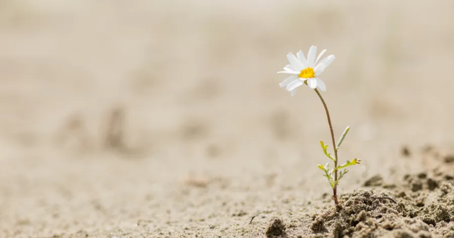 Titelbild Leitfaden Resilienz